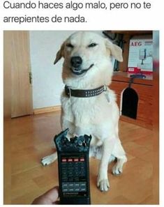 a dog sitting on the floor with a remote control in it's mouth and caption that reads, guard faces algo najo, pero, no te arrementes de nada