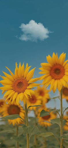 the sunflowers are blooming in the field with blue sky and white clouds