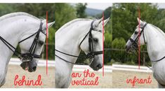 two pictures of a white horse with black bridles and the words behind it