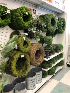 the shelves are filled with different types of plants