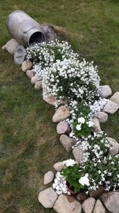 some white flowers are growing out of the rocks near a barrel and water hose on the grass