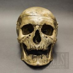 a human skull is shown on a gray background