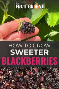 how to grow sweeter blackberries in the garden