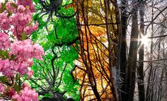 the sun shines brightly through the trees in the woods with pink flowers and green leaves