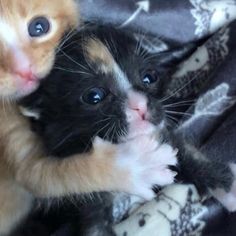 two kittens cuddle together on a blanket with one looking up at the camera