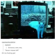 a cat is standing in front of a tv