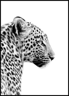 a black and white photo of a leopard