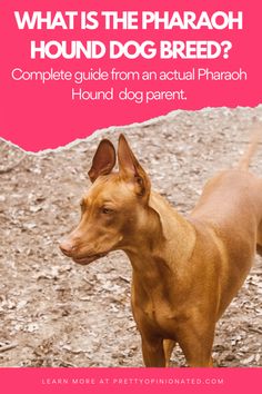 a brown dog standing on top of a dirt field next to a pink sign that says, what is the pharaoh hound dog breed?