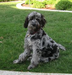 a dog is sitting in the grass outside