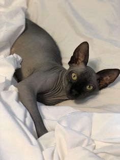 a hairless cat laying on top of a white sheet