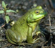 a green frog is sitting on the ground