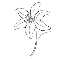 a drawing of a flower on a white background