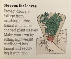 the instructions for how to care for a houseplant plant