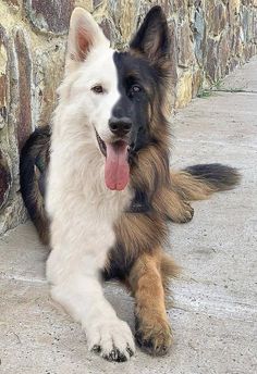 a dog laying on the ground next to a stone wall with its tongue hanging out