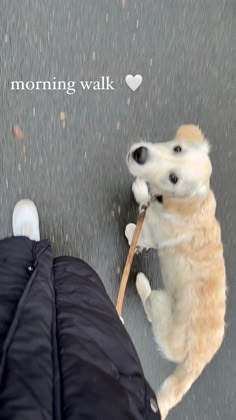 a dog standing on its hind legs and holding a stick in it's mouth