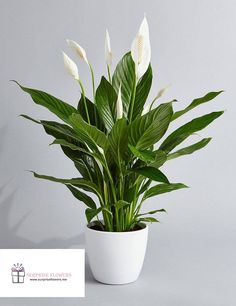 a potted plant with white flowers in it