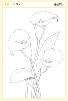 a pencil drawing of three flowers