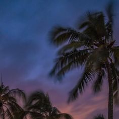 palm trees are silhouetted against the evening sky