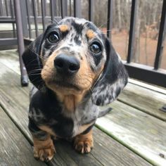 a small black and brown dog sitting on top of a wooden deck next to a fence