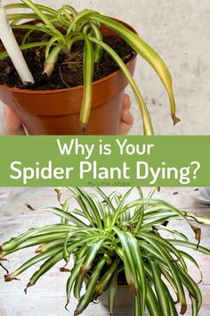 a spider plant with the words why is your spider plant dying? in front of it