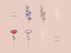 four different types of flowers on a light pink background with the words july larkflower august poppy