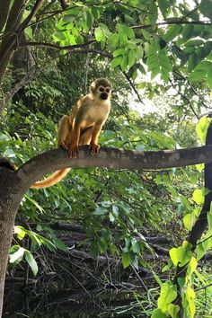 a monkey sitting on top of a tree branch