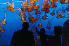 people looking at jellyfish in an aquarium