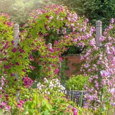 the garden is full of pink flowers and green plants, along with an archway in the middle