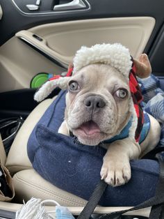 a dog sitting in the back seat of a car wearing a sheep hat and scarf