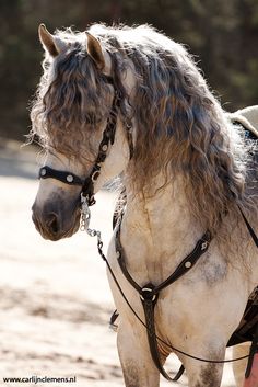 a white horse with long hair standing in the snow wearing a harness and bridle