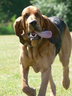 a dog running in the grass with a frisbee in it's mouth