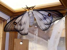 a white and black butterfly hanging from the ceiling