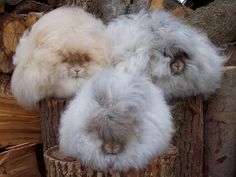 three fluffy rabbits sitting on top of a tree stump