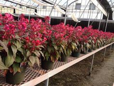 many potted plants are lined up in the greenhouse