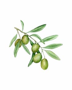 an olive branch with green leaves on it