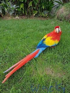 a colorful bird sitting on top of green grass