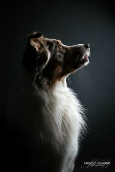 a white and brown dog looking up in the dark