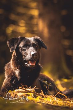 a dog laying down in the grass with its eyes closed and tongue out, looking at the camera