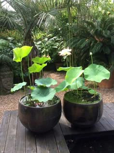 two large potted plants sitting on top of a wooden table in a garden area