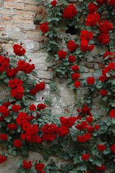 red roses growing on the side of a brick wall with green leaves and flowers around it