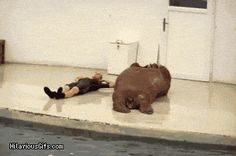 a man laying on the ground next to an elephant