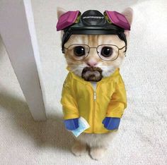 a small cat wearing glasses and a yellow jacket