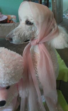 a white poodle dog with a pink scarf around it's neck sitting next to another poodle