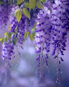 purple flowers hanging from a tree in the rain