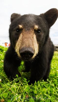 a black bear standing on top of a lush green field