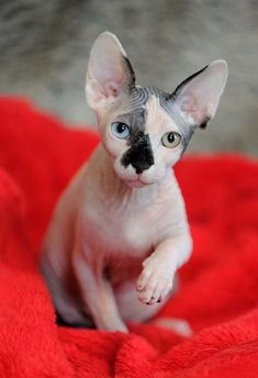 a hairless cat sitting on top of a red blanket