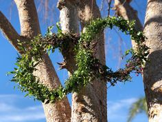 an image of a tree with leaves and vines growing on it's branches in the sun