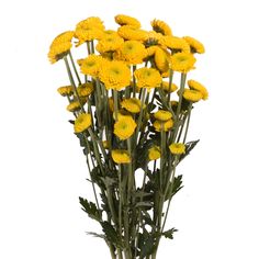 a bunch of yellow flowers in a vase on a white background with clippings