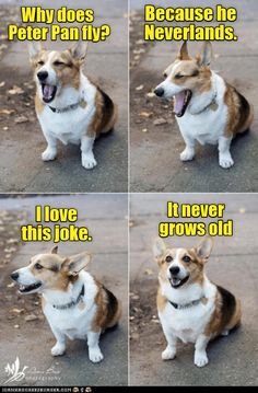 four pictures of a corgi dog with caption that reads, why does peter pan fly? because he never grows old