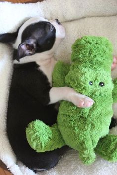 a small black and white dog laying next to a green teddy bear